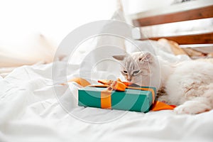 Fluffy kitten with presents, bows and ribbons. Top horizontal view. Christmas and New year concept copyspace