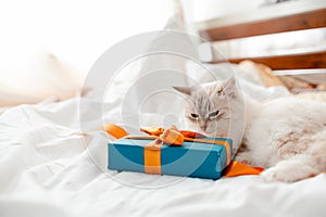 Fluffy kitten with presents, bows and ribbons. Top horizontal view. Christmas and New year concept copyspace