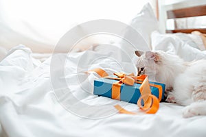 Fluffy kitten with presents, bows and ribbons. Top horizontal view. Christmas and New year concept copyspace