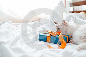 Fluffy kitten with presents, bows and ribbons. Top horizontal view. Christmas and New year concept copyspace