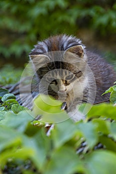 Fluffy kitten on a reed roof playing with ivy leaves