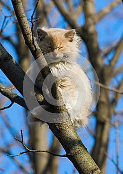 Fluffy kitten on a tree