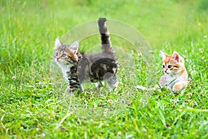 The fluffy kittens plays in a green grass