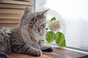 A fluffy kitty is lying among the books on the window. rose on the background of wet glass windows on the street rain