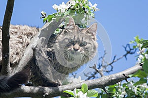 A fluffy kitty on a tree, a cat on a blooming apple tree against a blue sky, a fluffy green-eyed kitty.