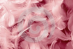 Fluffy light red feathers as background, top view photo