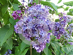 Fluffy lilac background close up