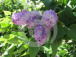 Fluffy lilac background close up