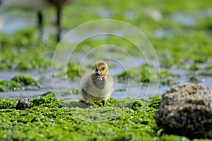 Fluffy little Canada Goose gosling stands in green seaweed on beach at low tide in morning sun photo