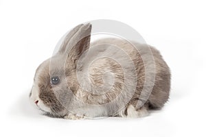 Fluffy little cute bunny rabbit on white isolated background