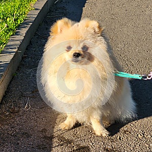 Fluffy little dog looks at the camera in the park on a sunny day