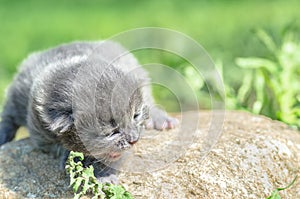 Fluffy little kitten is still very sees nothing meows looking