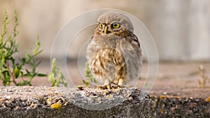 a fluffy little owl chick sits near its home