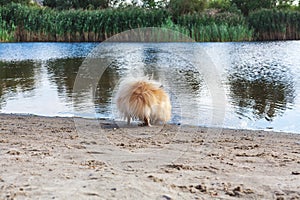 Fluffy little red dog drinks water from lake