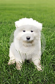 Fluffy Little Samoyed Puppy Dog
