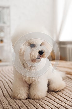 Fluffy little white Bichon Frize show tongue and look away