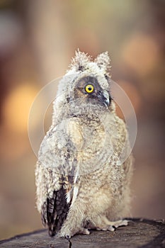 Fluffy long-eared baby owl (asio otus), curiously watching around