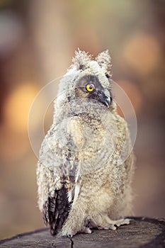 Fluffy long-eared baby owl (asio otus), curiously watching around and eye lid half-down