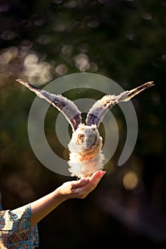 Fluffy long-eared baby owl (asio otus) testing its wings