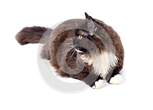 Fluffy long-haired brown Scottish cat on a white background