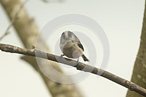 Fluffy Long Tailed Tit  aegithalos caudatus  perched on branch against blurred snowy background