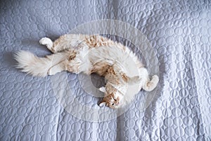 Fluffy longhair cat sleeping on bed