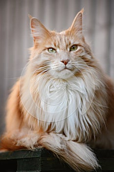 Fluffy Maine Coon cat