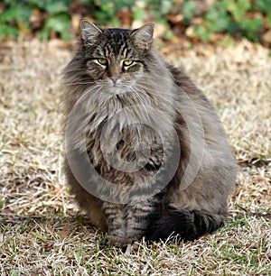 Fluffy Maine Coon Mix photo