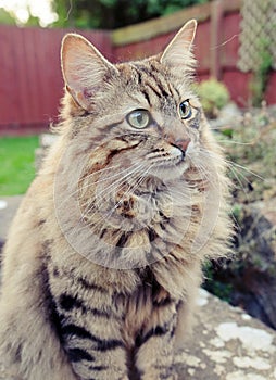 Fluffy Mainecoon cat