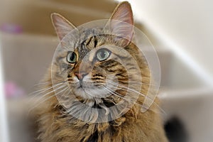 Fluffy Mainecoon cat