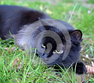 Fluffy Mainecoon cat