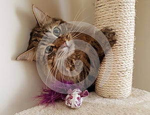 Fluffy Mainecoon cat