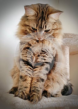 Fluffy Mainecoon cat