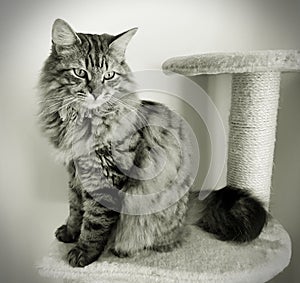 Fluffy Mainecoon cat