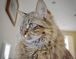 Fluffy Mainecoon cat