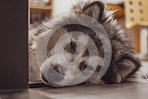 Fluffy Malamute sleeping on the floor