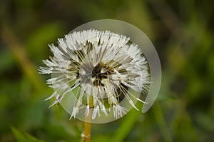 Fluffy mature dandelion, wet after rain.