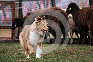 A fluffy miniature Scottish shepherd with a gorgeous mane. Sheltie is tending sheep in a paddock on a farm. Testing the shepherd