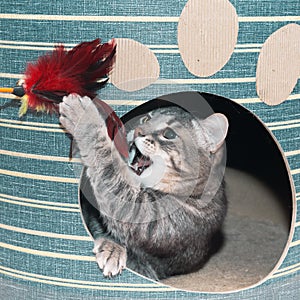 A fluffy mongrel cat sits in a cardboard house and plays with a toy made of feathers.