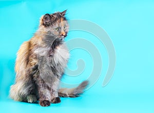 Fluffy motley cat on a turquoise background