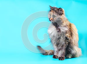 fluffy motley cat on a turquoise background