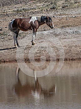 Fluffy Mustang horse standing by reflecting pond water in McCullough Peaks Area in Cody, Wyoming