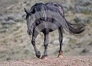 Fluffy Mustang horse walking on grass farm in McCullough Peaks Area in Cody, Wyoming