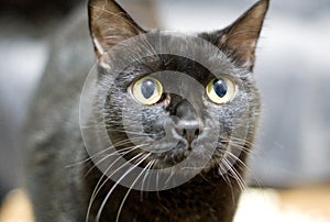 Fluffy muzzle of a dark gray cat, selective focus shot of the head