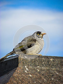 Fluffy Noisy Miner sits low on a tombstone