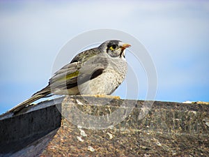 Fluffy Noisy Miner sits low on a tombstone