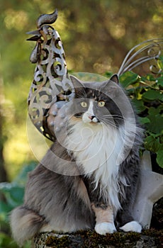 A fluffy norwegian forest cat female sitting on a stone