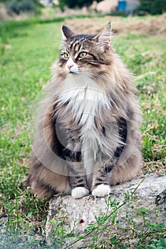 Fluffy norwegian forest cat with long whiskers green eyes and pink nose. sitting on a stone