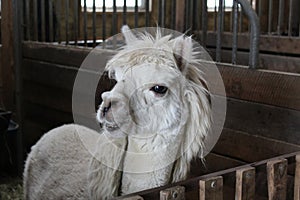 A fluffy old white llama or alpaca looking over the side of its enclosure in a farm or petting zoo inside a barn.