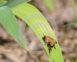 A fluffy orange fly on a green blade of grass